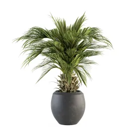 Indoor Plant Set